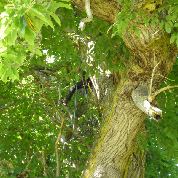 Remedial work to heritage trees, Castle Leod