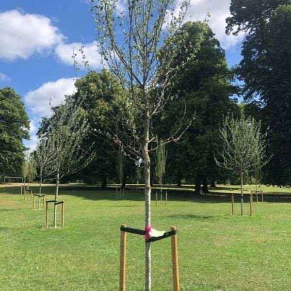 Marble Hill Revived project- newly planted trees, Marble Hill