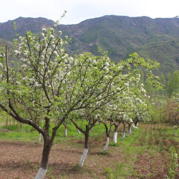 Conservation of Tajikistan's threatened fruit and nut species