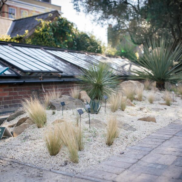 Chelsea Physic Garden, copyright Laura Stoner